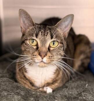 Domestic Short Hair Cats Available for Adoption in Annapolis, Maryland - Buttercup | PetCurious