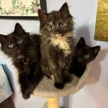 Mercury -  Domestic Short Hair Cat for Adoption in Hopkinton, Massachusetts - Mercury | PetCurious