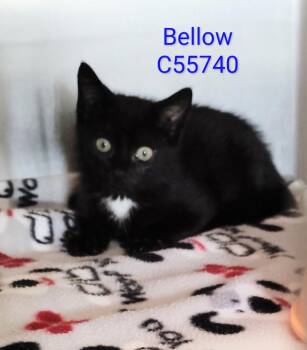 Bellow -  Domestic Short Hair Cat for Adoption in Clarksville, Tennessee - Bellow | PetCurious