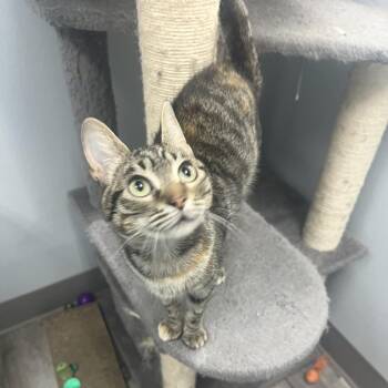 Willow -  Domestic Short Hair Cat for Adoption in Crookston, Minnesota - Willow | PetCurious
