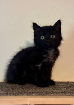 Ashland -  Domestic Short Hair Cat for Adoption in Seven Valleys, Pennsylvania - Ashland | PetCurious