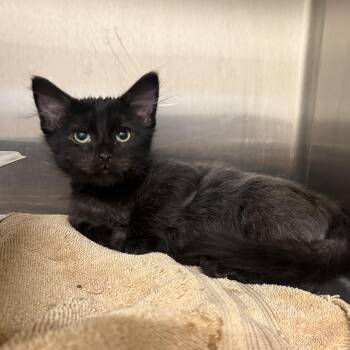 Wonka -  Domestic Medium Hair Cat for Adoption in Saint Charles, Missouri - Wonka | PetCurious
