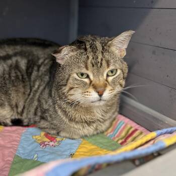 Domestic Short Hair Cats Available for Adoption - Captain Meatball | PetCurious