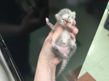 Domestic Short Hair Cats Available for Adoption in Thousand Palms, California - A1917415 | PetCurious