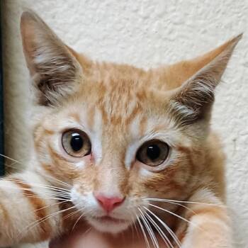 Nectar -  Domestic Short Hair Cat for Adoption in Palestine, Texas - Nectar | PetCurious