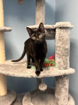 SINCLAIR -  Domestic Medium Hair Cat for Adoption in Sugar Land, Texas - SINCLAIR | PetCurious