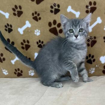 Rescue Domestic Medium Hair Cats for Adoption in Benld, Illinois - Carmen Sandiego | PetCurious