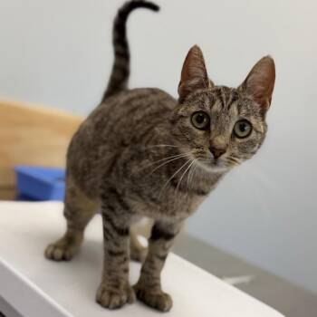 RuPaul -  Domestic Short Hair Cat for Adoption in Watertown, New York - RuPaul | PetCurious