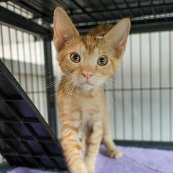 Nickelodeon -  Domestic Short Hair Cat for Adoption in Bradenton, Florida - Nickelodeon | PetCurious