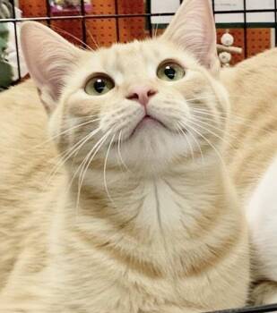Rescue Tabby and Domestic Short Hair Cats for Adoption - Murry And Marvin (Brothers) | PetCurious