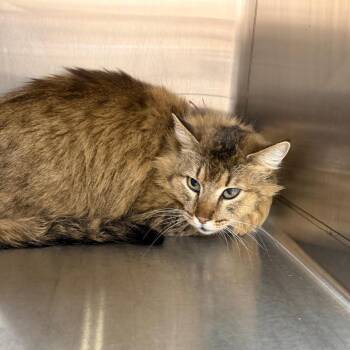 Domestic Medium Hair Cats Available for Adoption in Kanab, Utah - Sammy | PetCurious