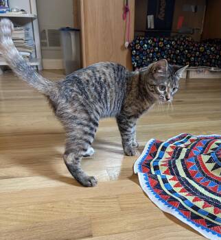 Domestic Short Hair Cats Available for Adoption in Trenton, New Jersey - Kirana | PetCurious