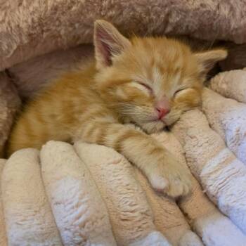Mango Tango -  Domestic Short Hair Cat for Adoption in Layton, Utah - Mango Tango | PetCurious