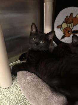 Oliver -  Domestic Short Hair Cat for Adoption in Minot, North Dakota - Oliver | PetCurious