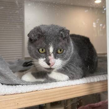 Gio -  Domestic Short Hair Cat for Adoption in Buffalo, New York - Gio | PetCurious