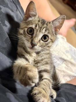 Ziggy -  Domestic Short Hair Cat for Adoption in Shakespeare, Ontario - Ziggy | PetCurious