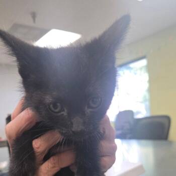 Louie -  Domestic Short Hair Cat for Adoption in San Jacinto, California - Louie | PetCurious