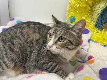 Rescue Tabby Cats for Adoption in Parlier, California - Eevee | PetCurious