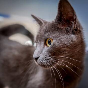 LeiLei -  Domestic Short Hair and Russian Blue Cat for Adoption in Hanson, Massachusetts - LeiLei | PetCurious