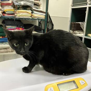 Domestic Short Hair Cats Available for Adoption in Las Cruces, New Mexico - Luna | PetCurious