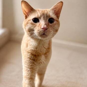 Goose -  Domestic Short Hair Cat for Adoption in Rixeyville, Virginia - Goose | PetCurious