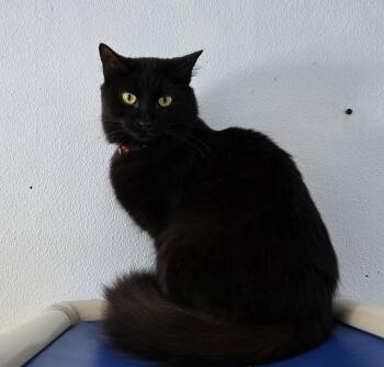 Rescue American Shorthair Cats for Adoption in Eglin Air Force Base, Florida - Madelyn | PetCurious