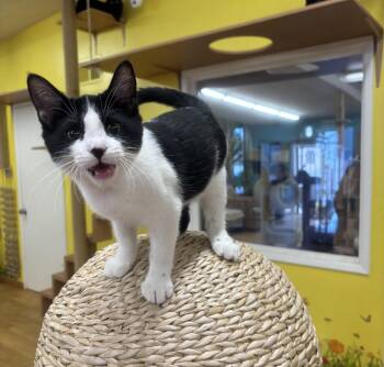 Rescue Domestic Short Hair Cats for Adoption in Whittier, California - Paco | PetCurious