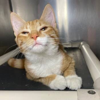 Mathias -  Domestic Short Hair Cat for Adoption in Roanoke, Virginia - Mathias | PetCurious