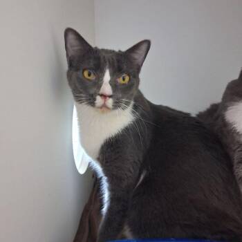 Domestic Short Hair Cats Available for Adoption in Kingman, Arizona - Biscuit | PetCurious