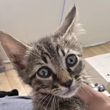 Antman -  Domestic Short Hair Cat for Adoption in Leander, Texas - Antman | PetCurious