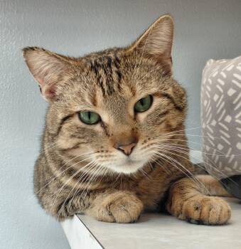 Domestic Short Hair and Tabby Cats Available for Adoption - Sly | PetCurious