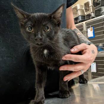 Spice -  Domestic Short Hair Cat for Adoption in Titusville, Florida - Spice | PetCurious