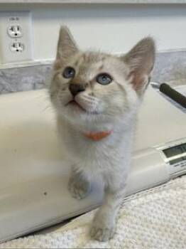 Sam Cortland -  Domestic Short Hair Cat for Adoption in Roseville, California - Sam Cortland | PetCurious