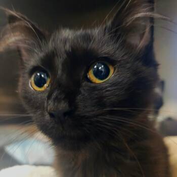 Gertrude -  Domestic Short Hair Cat for Adoption in Bentonville, Arkansas - Gertrude | PetCurious