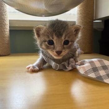 Thyme -  Domestic Short Hair Cat for Adoption in Fort Lauderdale, Florida - Thyme | PetCurious