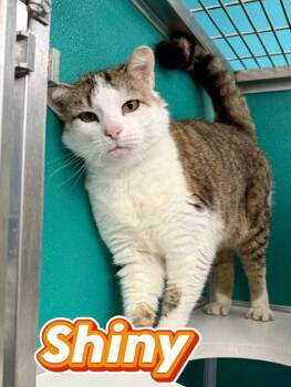 shiny -  Domestic Short Hair Cat for Adoption in Boerne, Texas - Shiny | PetCurious