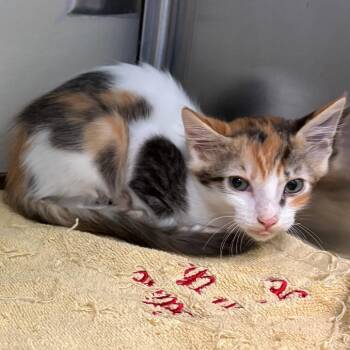 Wendy -  Domestic Medium Hair Cat for Adoption in San Antonio, Texas - Wendy | PetCurious