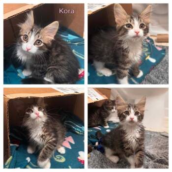 Kora -  Domestic Medium Hair Cat for Adoption in Jasper, Indiana - Kora | PetCurious