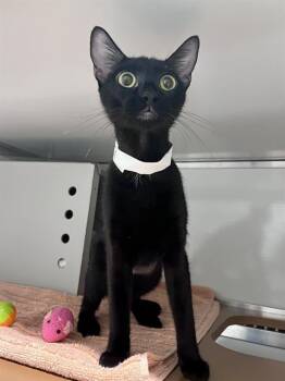 GRACIES -  Domestic Short Hair Cat for Adoption in San Francisco, California - GRACIES | PetCurious
