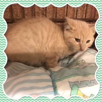 BRAM -  Domestic Short Hair Cat for Adoption in Buckhannon, West Virginia - BRAM | PetCurious