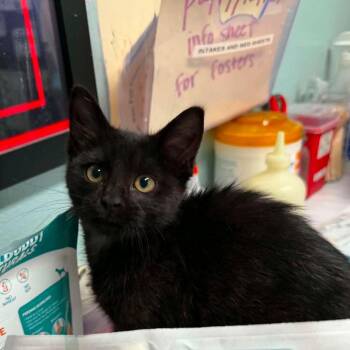Tater Tot -  Domestic Short Hair Cat for Adoption in Edwardsville, Illinois - Tater Tot | PetCurious
