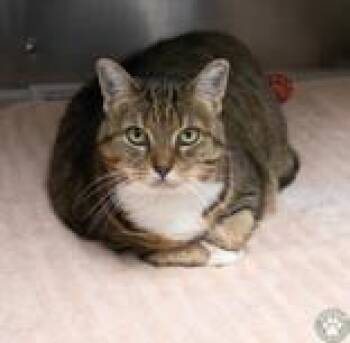 Dutchess -  Domestic Short Hair Cat for Adoption in Potsdam, New York - Dutchess | PetCurious