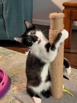 Havoc -  Domestic Short Hair Cat for Adoption in Minneapolis, Minnesota - Havoc | PetCurious