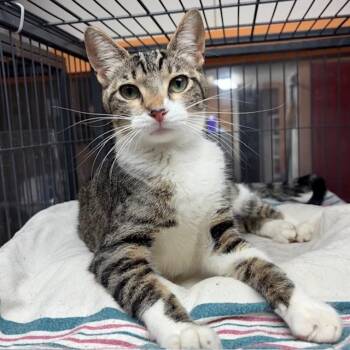 Shady -  Tabby Cat Available for Adoption - Shady | PetCurious