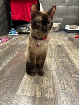 Lime -  Siamese Cat for Adoption in Burnaby, British Columbia - Lime | PetCurious