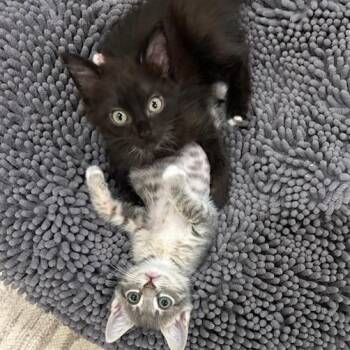 Halo -  Domestic Medium Hair Cat for Adoption in Bentonville, Arkansas - Halo | PetCurious