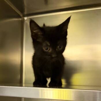 Cashew -  Domestic Short Hair Cat for Adoption in Mankato, Minnesota - Cashew | PetCurious