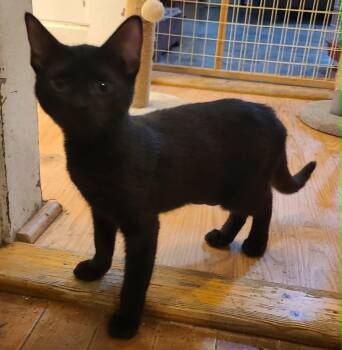 Clemetine -  Domestic Short Hair Cat for Adoption in Waynetown, Indiana - Clemetine | PetCurious