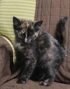 SABLE -  Domestic Short Hair Cat Available for Adoption in Sandusky, Ohio - SABLE | PetCurious