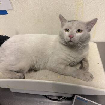 Romeo -  Domestic Short Hair Cat for Adoption in San Gabriel, California - Romeo | PetCurious